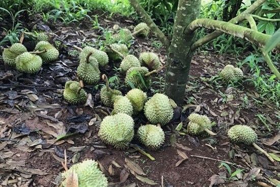 Khởi tố một phụ nữ cắt phá vườn sầu riêng của người khác vì mâu thuẫn mua bán đất