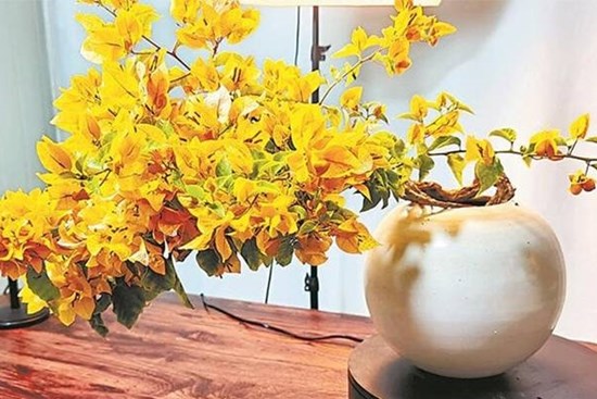 4 loại cây càng lười chăm sóc càng ra hoa kín cành
