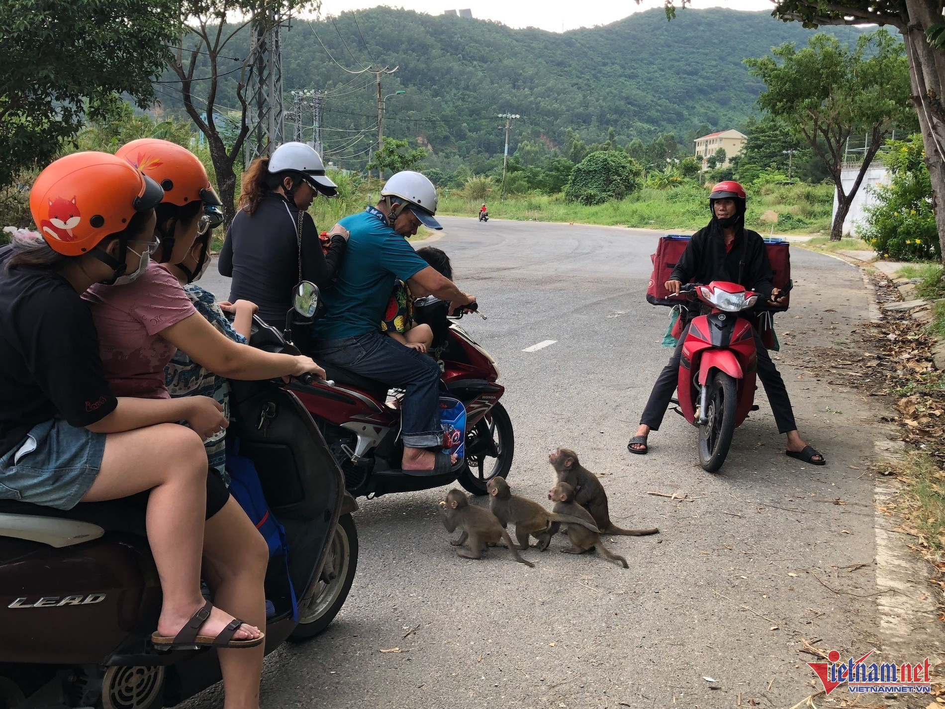 Khỉ Sơn Trà tràn xuống đường, hung hăng giật thức ăn trên tay du khách-1