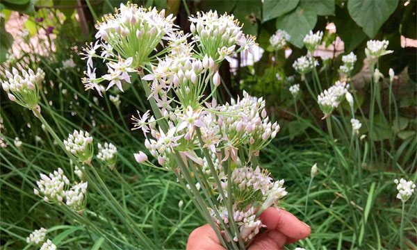 Loại rau đẹp lạ nhất chợ nhưng mệnh danh thuốc bổ thận tự nhiên-1