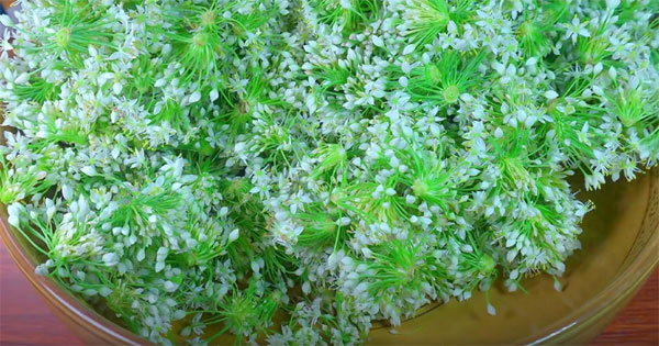 Loại rau đẹp lạ nhất chợ nhưng mệnh danh thuốc bổ thận tự nhiên-2