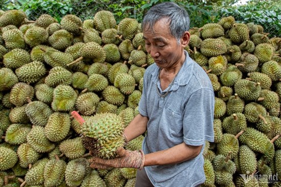 Từ đống vỏ sầu riêng vứt bỏ biến thành than sinh học, giấm gỗ bán giá cao