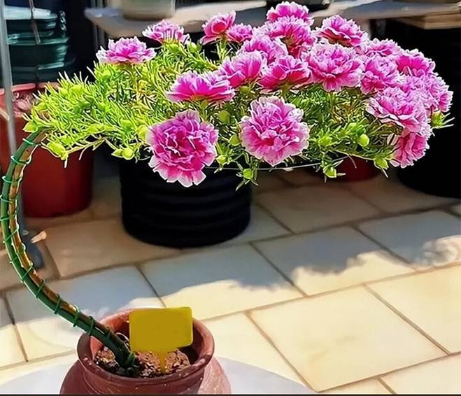 Biến loài hoa mọc như cỏ dại thành cây bonsai sang chảnh-1