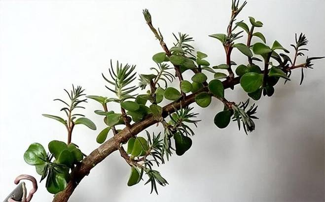 Biến loài hoa mọc như cỏ dại thành cây bonsai sang chảnh-4