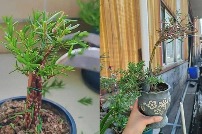 Biến loài hoa mọc như cỏ dại thành cây bonsai sang chảnh-7