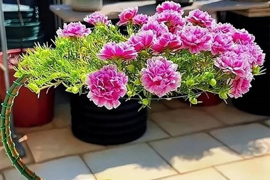 Biến loài hoa mọc như cỏ dại thành cây bonsai sang chảnh