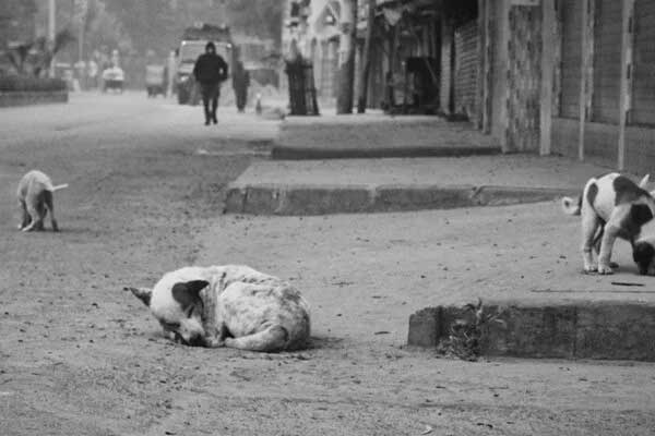 Nhặt chó chết về làm món bổ máu, người phụ nữ chảy máu khắp cơ thể, suýt chết-1