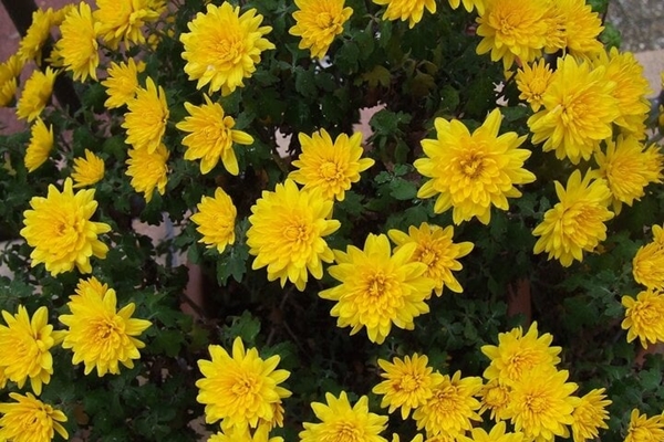 Ngỡ ngàng vườn hoa cúc bướm nhuộm vàng bãi giữa sông Hồng-16