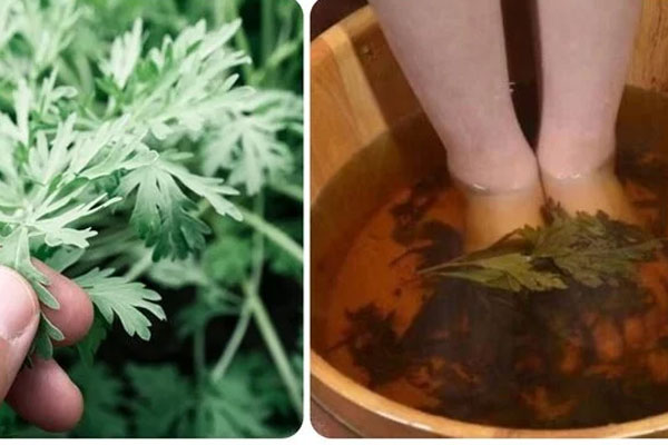 Treo túi lá ngải cứu ở đầu giường có tác dụng gì?-3