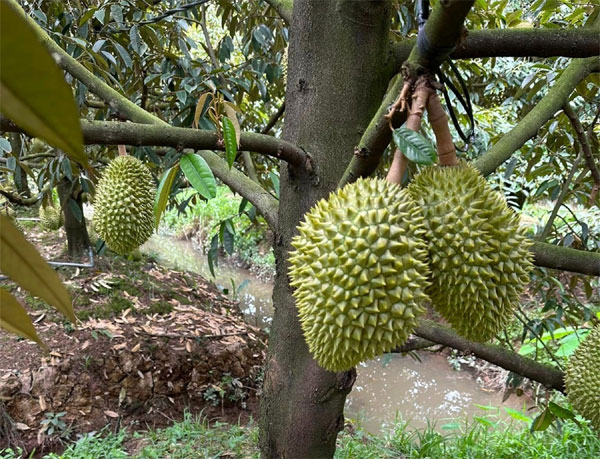 Bội thu 4,63 tỷ USD, nhiều nông dân thành tỷ phú trên vườn đồi-1