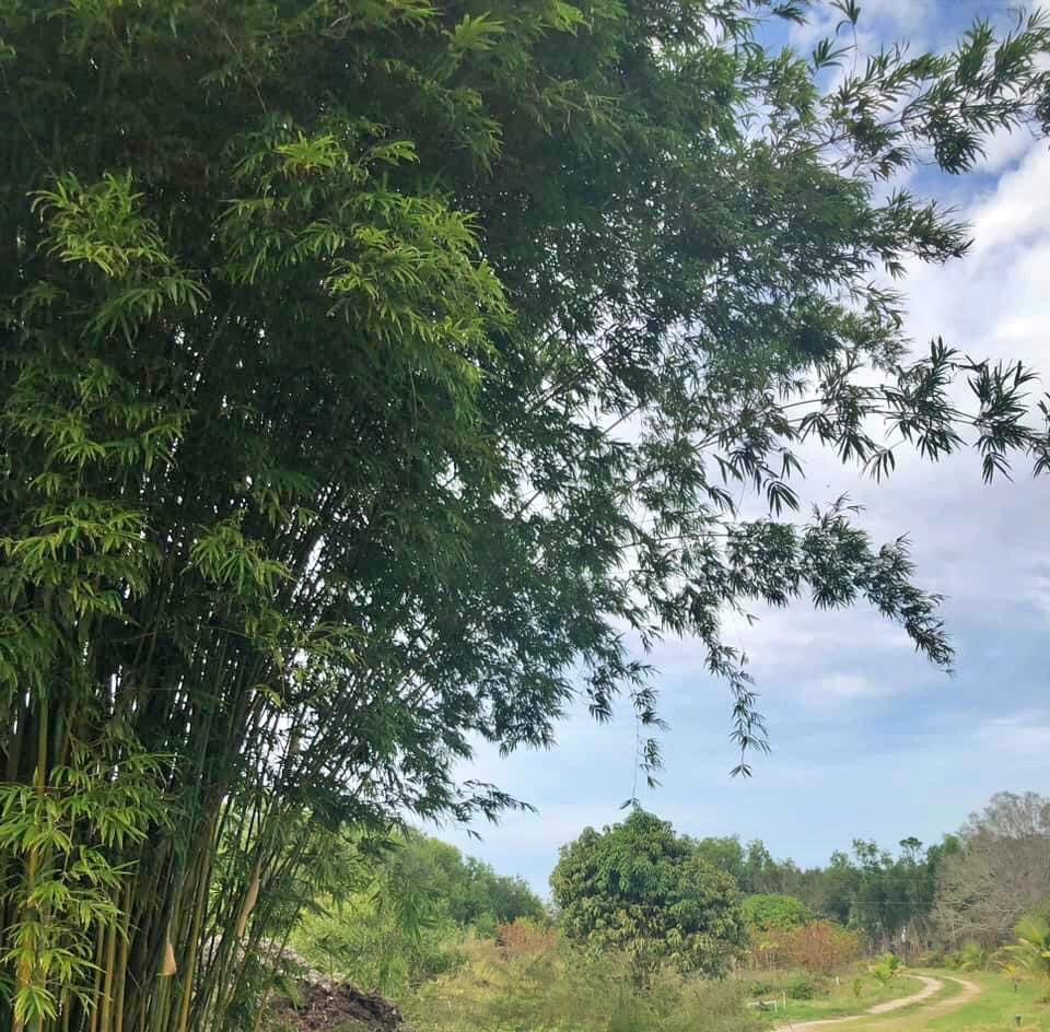 Vợ Việt rủ chồng Mỹ bỏ phố về rừng, đào hồ trồng sen, cuốc đất làm vườn-3