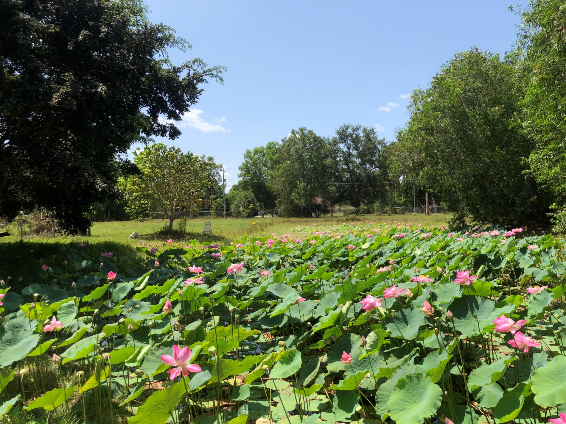 Vợ Việt rủ chồng Mỹ bỏ phố về rừng, đào hồ trồng sen, cuốc đất làm vườn-4