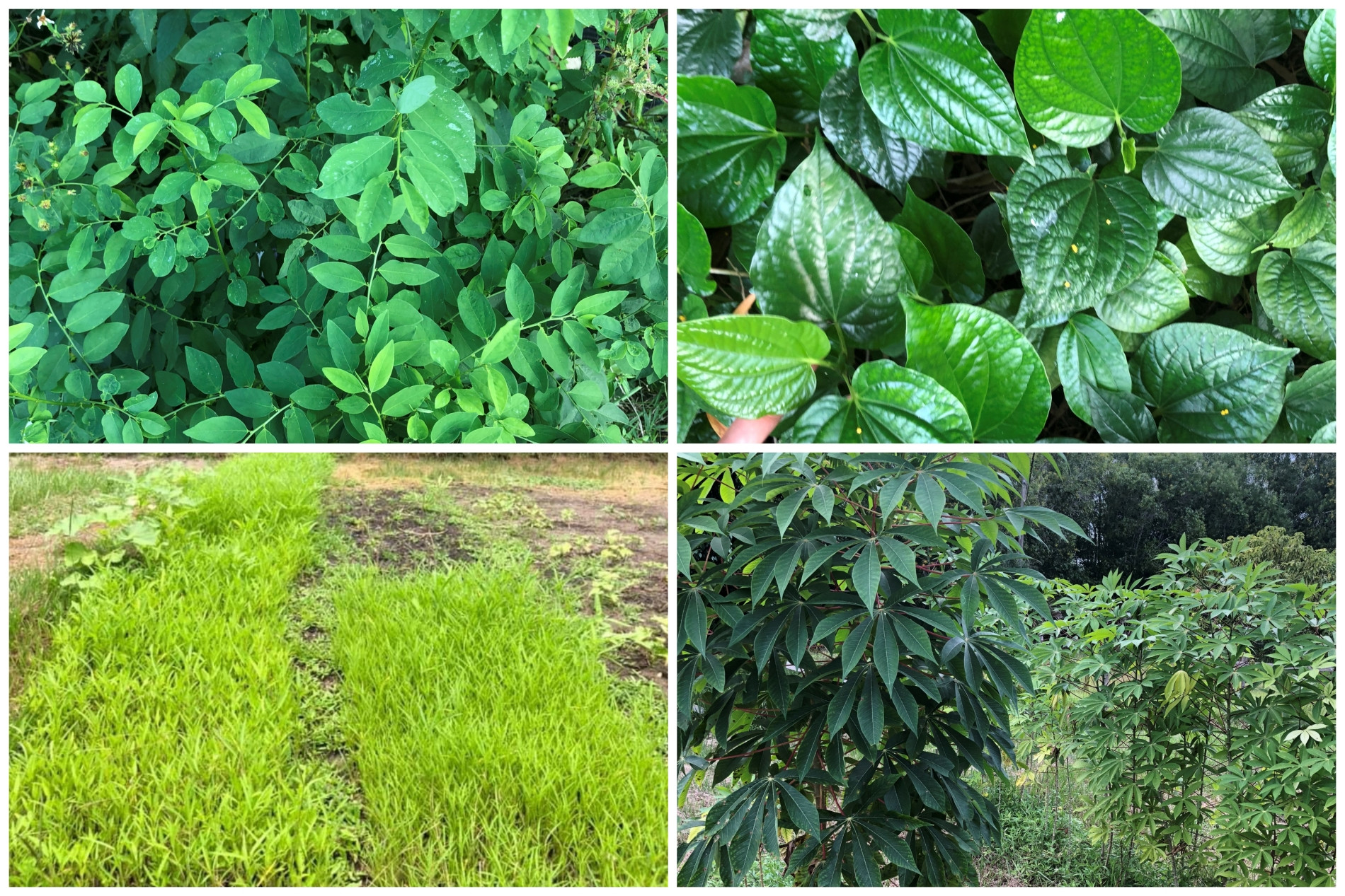 Vợ Việt rủ chồng Mỹ bỏ phố về rừng, đào hồ trồng sen, cuốc đất làm vườn-6