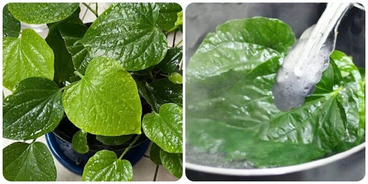 Các bài thuốc chữa bệnh từ lá lốt-1