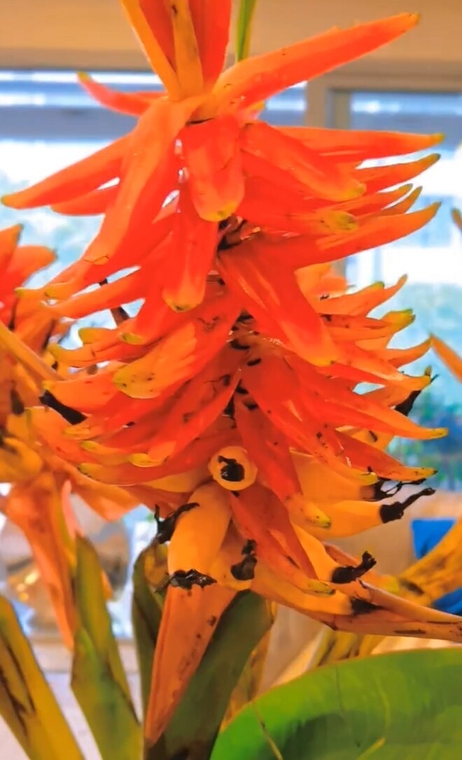 Vợ Mạnh Trường tiếp tục gây sốt khi cắm loài hoa đẹp lạ, để lộ cơ ngơi sang trọng-7