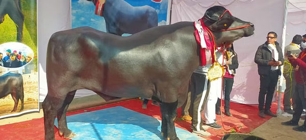 Anh nông dân sở hữu con trâu khủng, ra giá không dưới 62 tỷ đồng-1