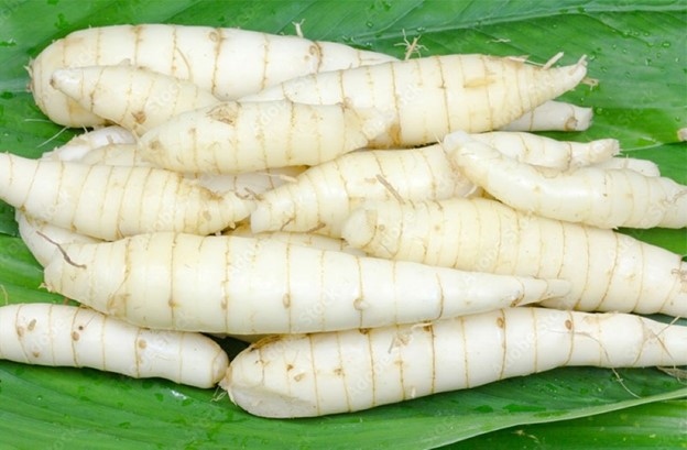 Việt Nam có loại củ ngọt mát, tốt ngang nhân sâm nhưng không phải ai cũng biết-2