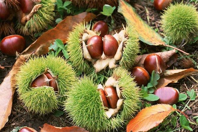 Mua hạt dẻ chớ tham hạt to, làm cách này sẽ chọn được hạt ngọt, bùi, không sượng-2