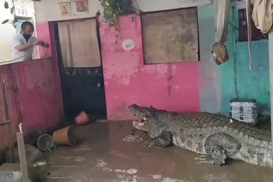 Cá sấu khổng lồ 'xâm chiếm' cả thành phố sau lũ
