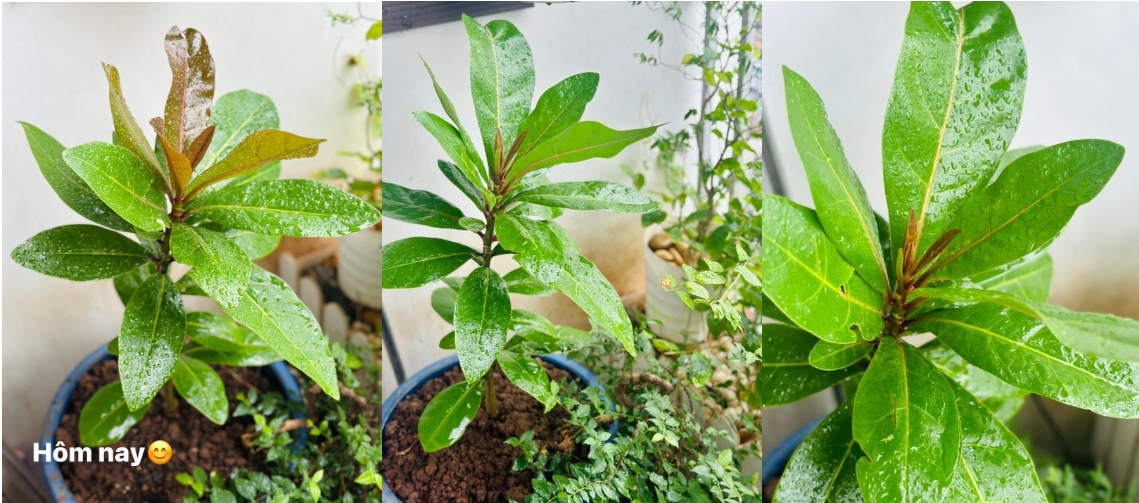 Cận cảnh nhà của nữ MC VTV là con gái của NSND Hạ Vy-7