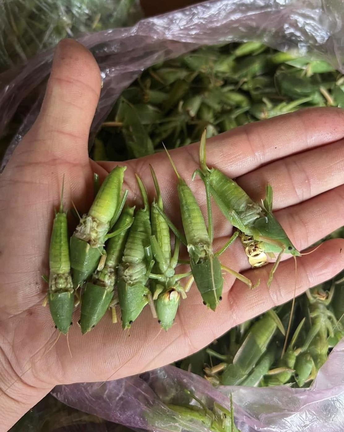 800 nghìn/kg vẫn đắt hàng, ‘tóp mỡ xanh’ thành món ăn của nhà giàu Hà Nội-2