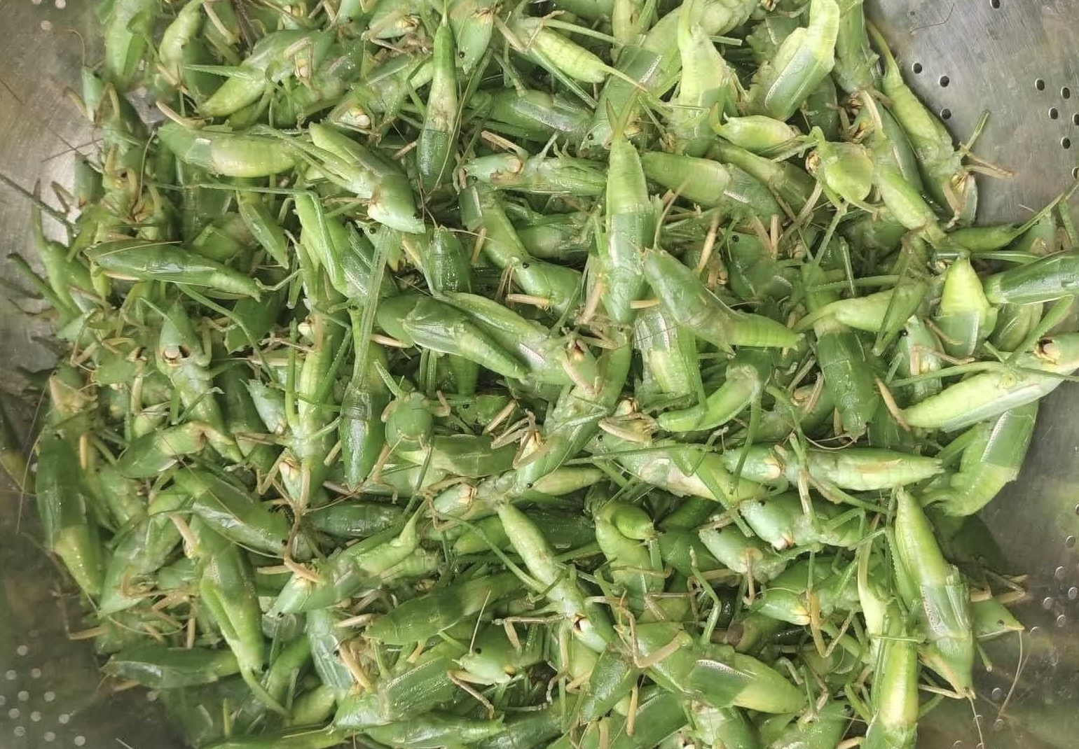 800 nghìn/kg vẫn đắt hàng, ‘tóp mỡ xanh’ thành món ăn của nhà giàu Hà Nội-3