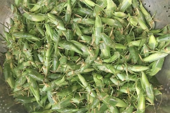 800 nghìn/kg vẫn đắt hàng, ‘tóp mỡ xanh’ thành món ăn của nhà giàu Hà Nội