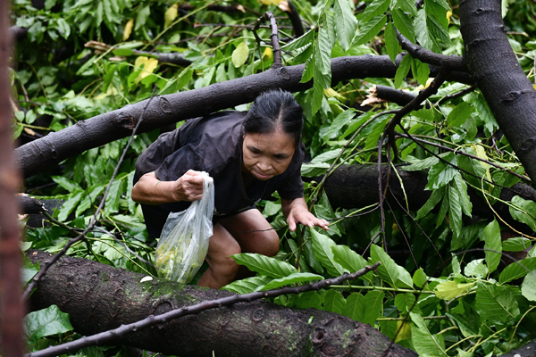 Xót xa người mẹ bị cây phượng bật gốc đè thiệt mạng, bỏ lại 3 con bơ vơ-3
