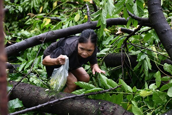 Phố đi bộ tan tác, hàng phở Thìn Bờ Hồ bị cây đổ sập tường sau bão Yagi