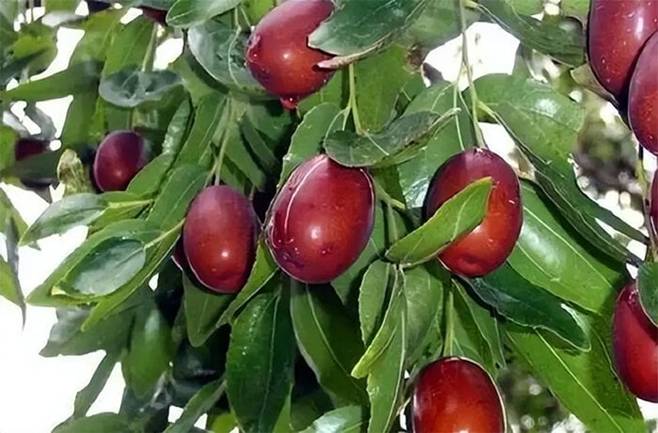 3 loại cây thích hợp trồng ban công, dễ ra quả lúc lỉu, lại tốt về phong thủy-3