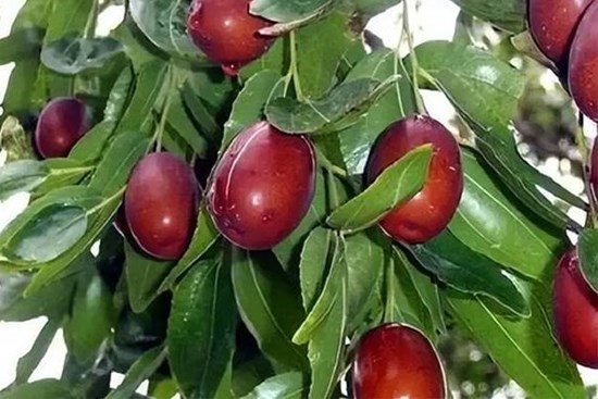 3 loại cây thích hợp trồng ban công, dễ ra quả lúc lỉu, lại tốt về phong thủy