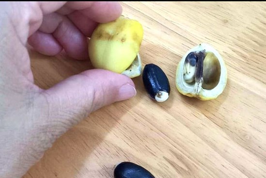 5 trẻ nhập viện cấp cứu sau khi ăn quả lạ