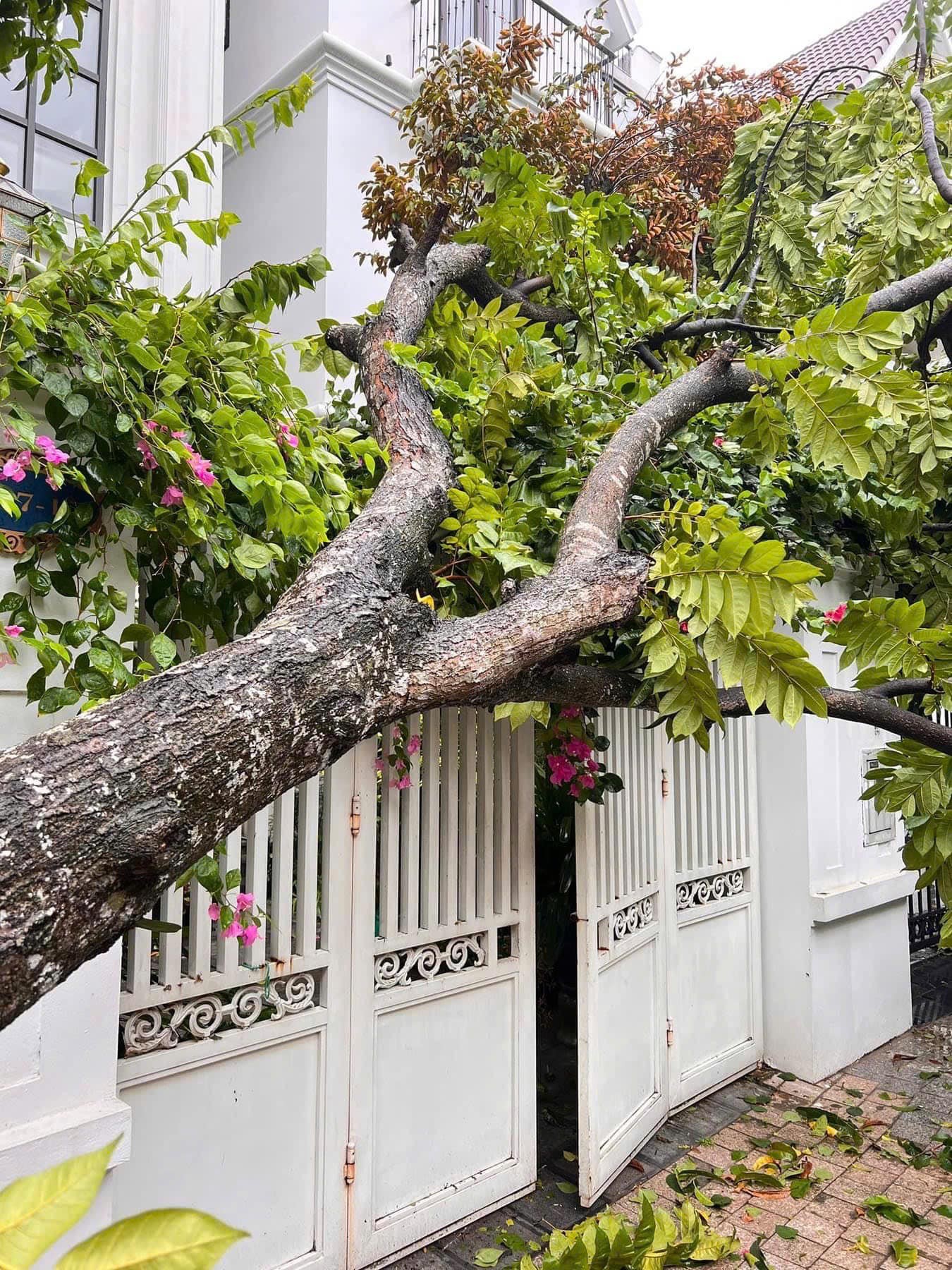 Cây xà cừ trăm tuổi bật gốc, cảnh nát tan ở nhà nhiều nghệ sĩ Việt-7