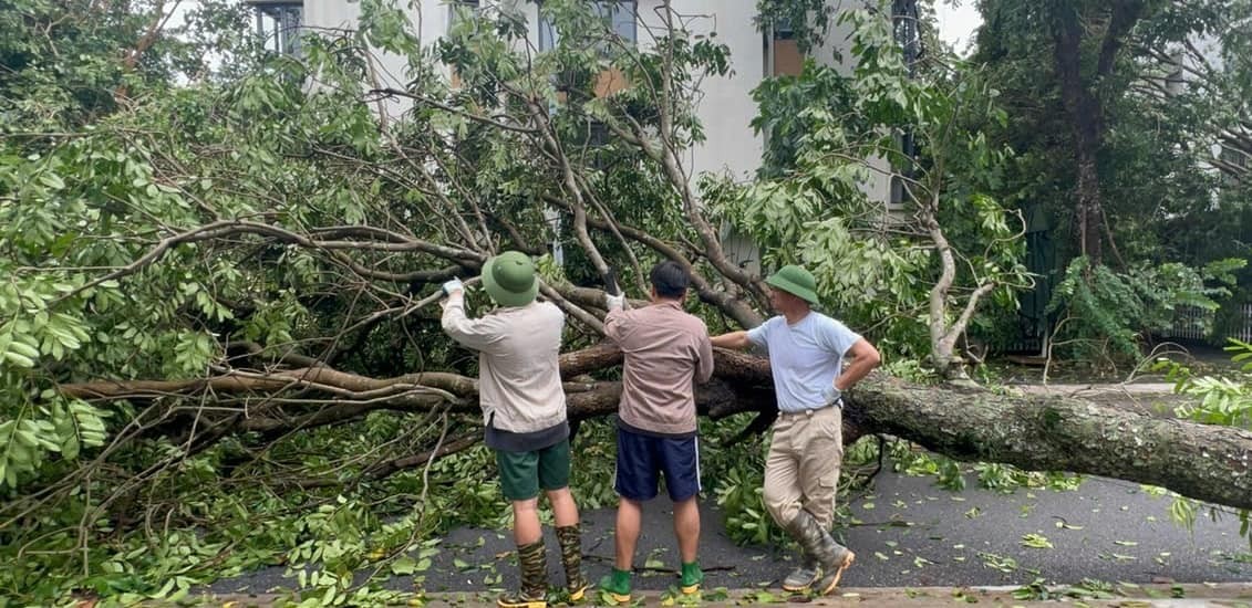 Cây xà cừ trăm tuổi bật gốc, cảnh nát tan ở nhà nhiều nghệ sĩ Việt-12