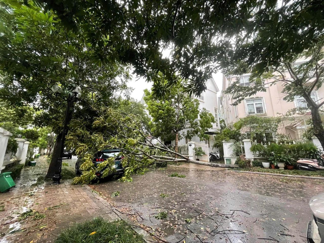 Cây xà cừ trăm tuổi bật gốc, cảnh nát tan ở nhà nhiều nghệ sĩ Việt-4