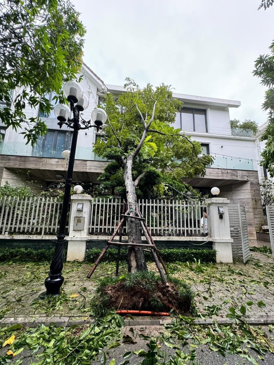 Cây xà cừ trăm tuổi bật gốc, cảnh nát tan ở nhà nhiều nghệ sĩ Việt-6