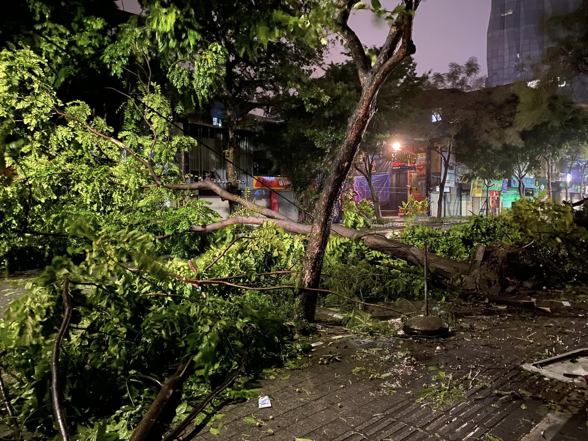 Cây xà cừ trăm tuổi bật gốc, cảnh nát tan ở nhà nhiều nghệ sĩ Việt-17