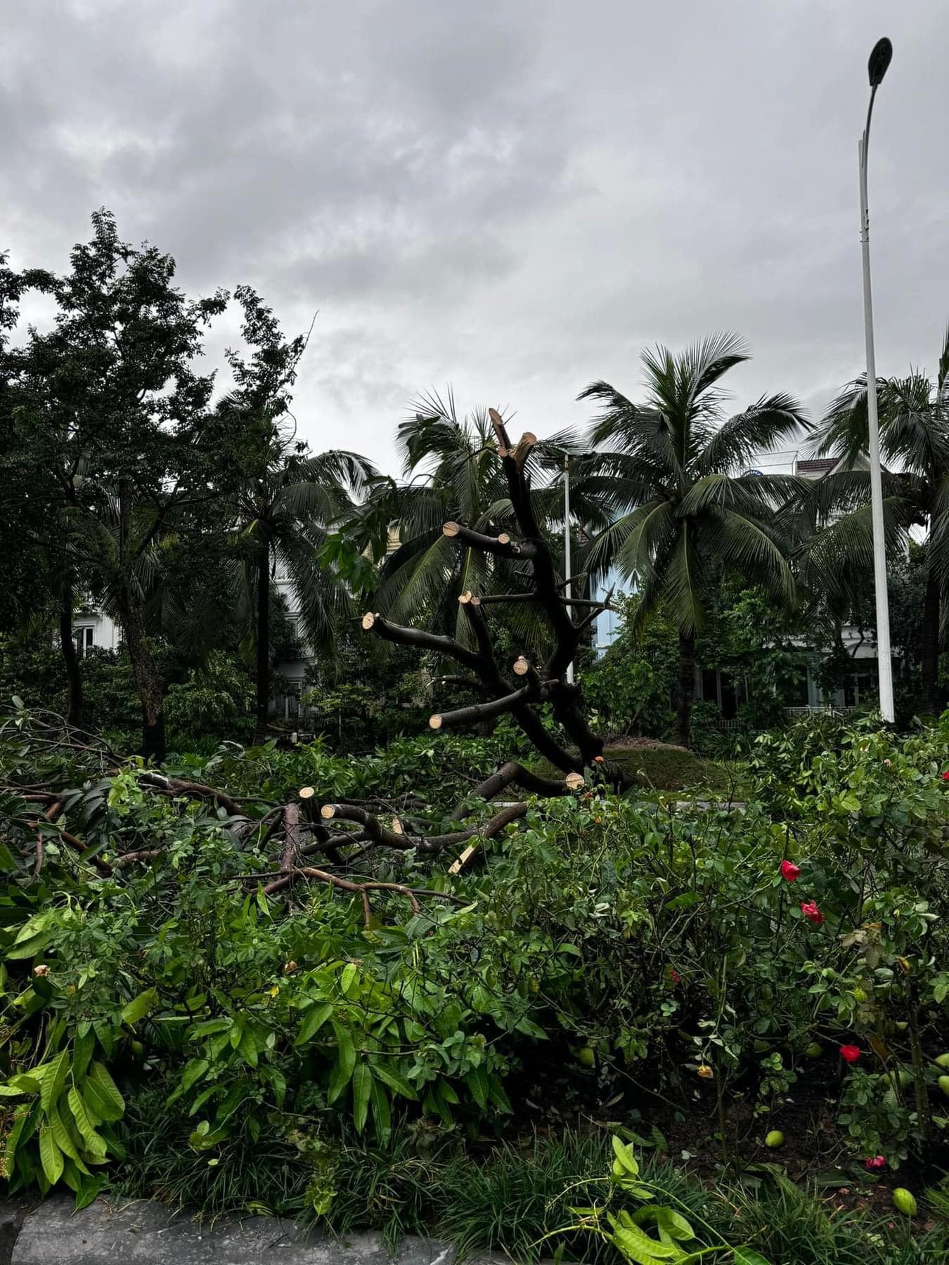 Cây xà cừ trăm tuổi bật gốc, cảnh nát tan ở nhà nhiều nghệ sĩ Việt-8