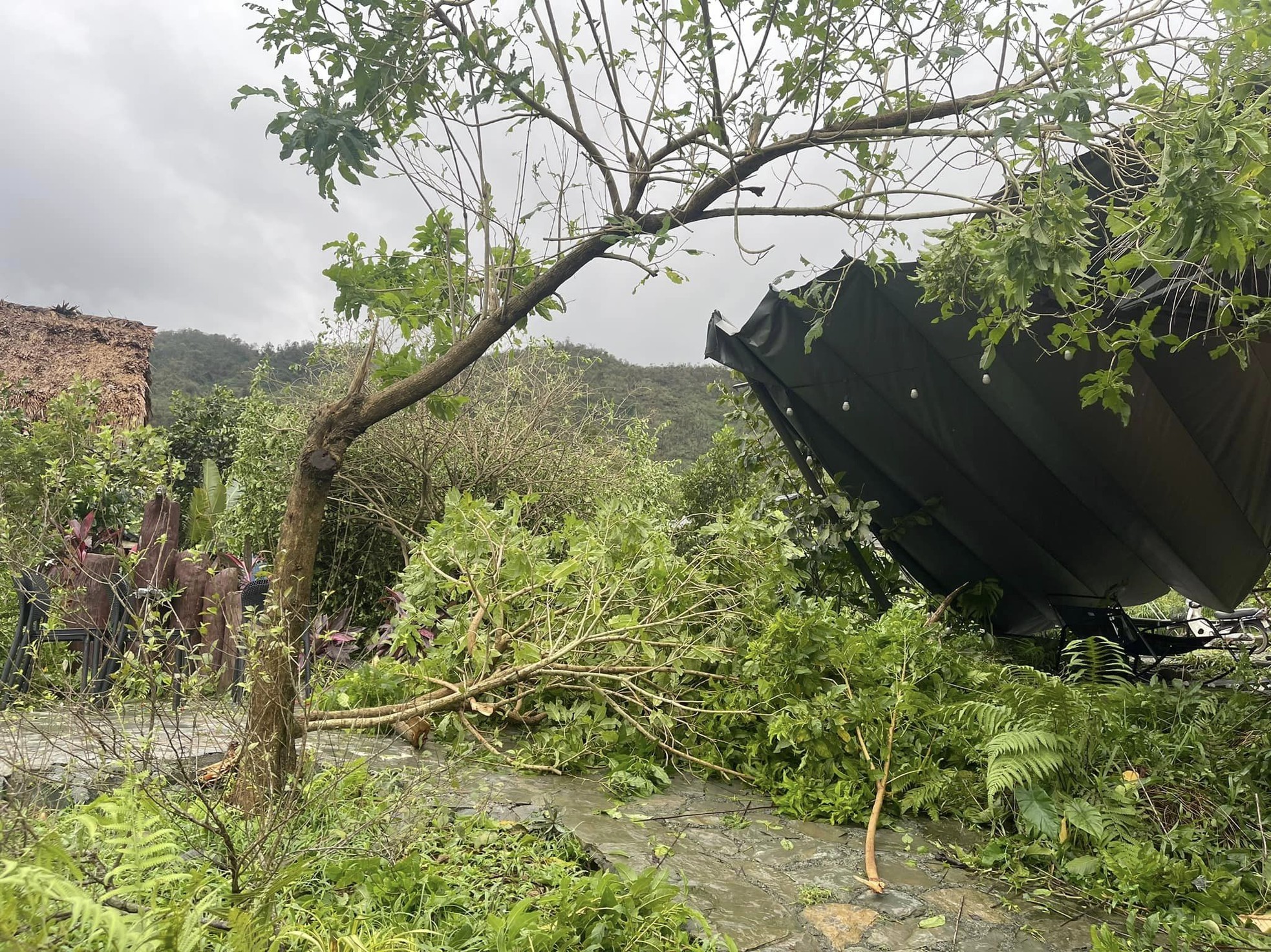 Cây xà cừ trăm tuổi bật gốc, cảnh nát tan ở nhà nhiều nghệ sĩ Việt-1