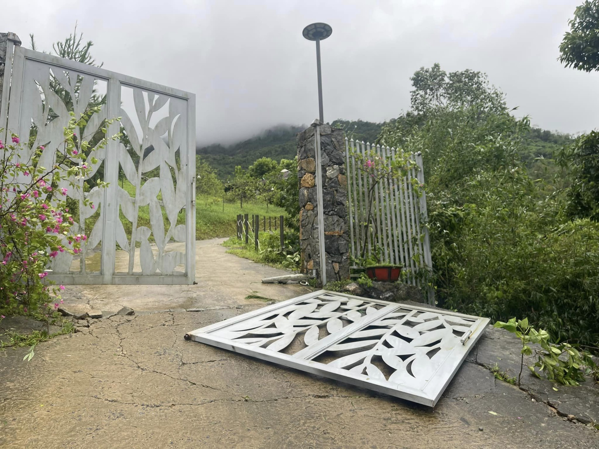 Cây xà cừ trăm tuổi bật gốc, cảnh nát tan ở nhà nhiều nghệ sĩ Việt-2