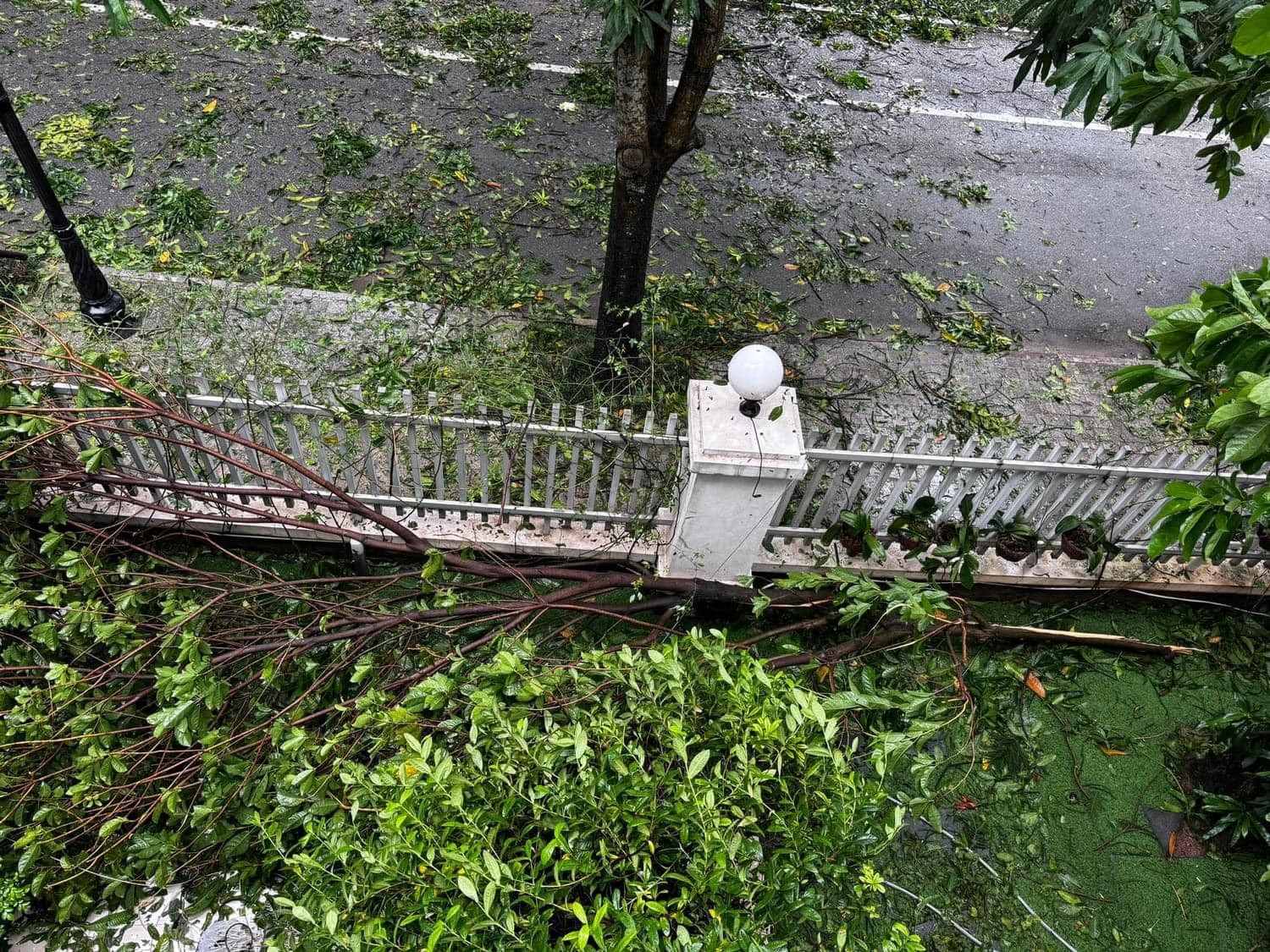 Cây xà cừ trăm tuổi bật gốc, cảnh nát tan ở nhà nhiều nghệ sĩ Việt-5
