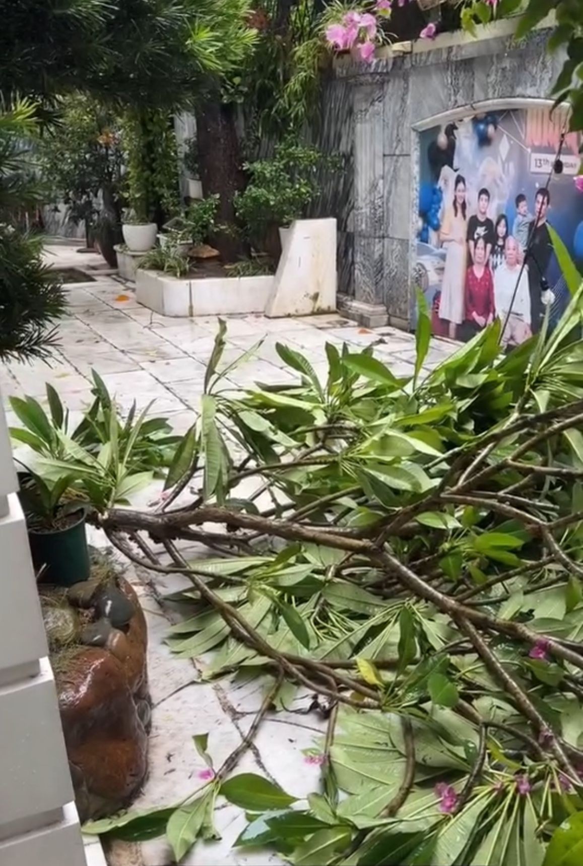 Cây xà cừ trăm tuổi bật gốc, cảnh nát tan ở nhà nhiều nghệ sĩ Việt-9