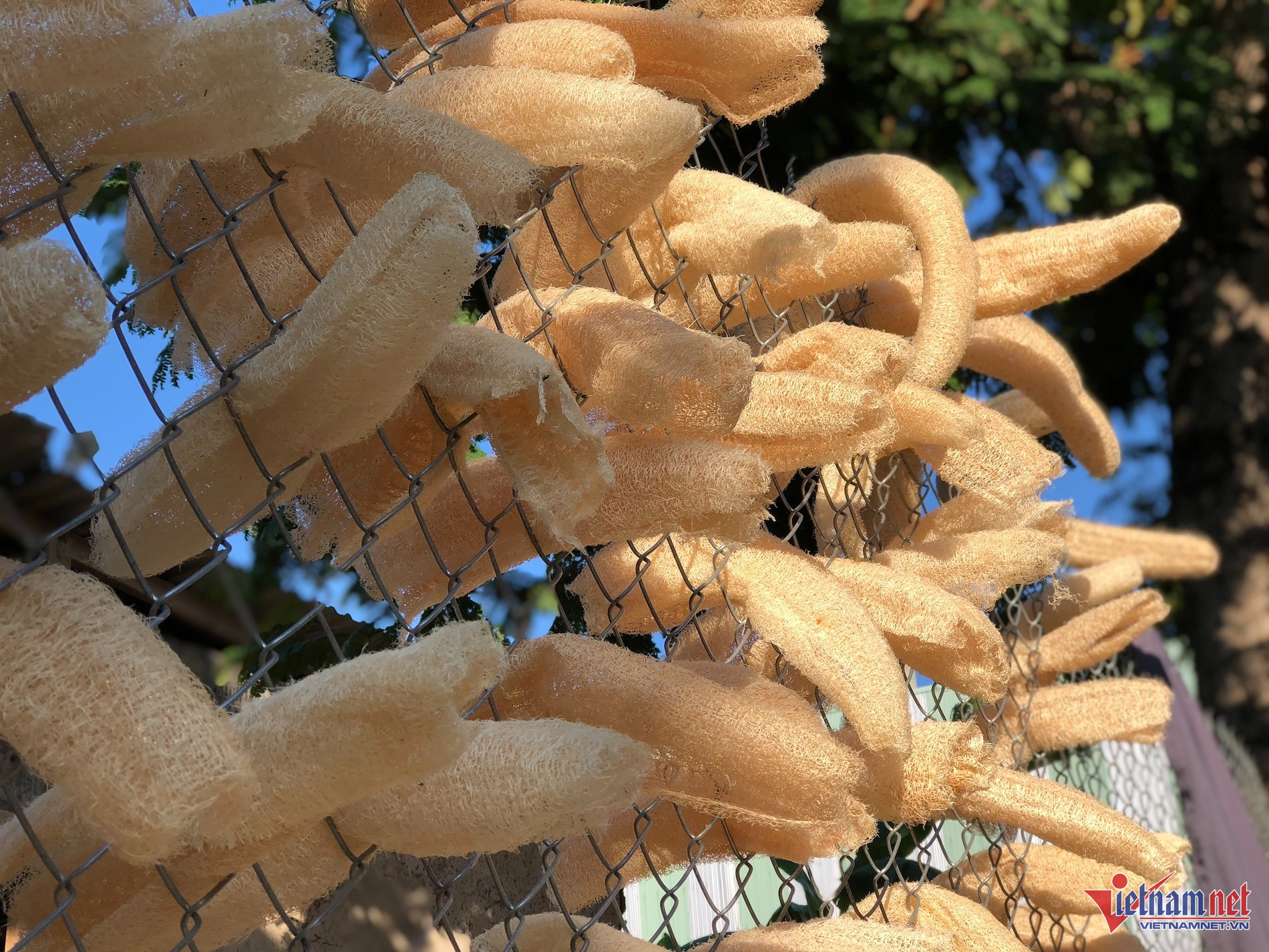 Người phụ nữ ở Đà Nẵng biến loại quả bỏ đi thành vật dụng hữu ích, thu tiền tỷ-2