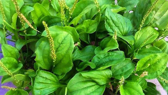 Loại rau như nhân sâm của người nghèo, mọc dại đầy đường nhưng ít ai ngó-1