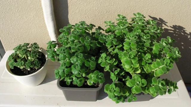 Trồng ngay những loại cây này trong nhà để thanh lọc không khí và không gian xanh mát-1