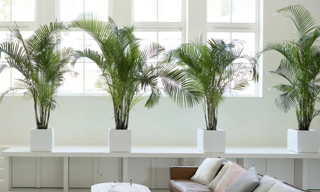 Trồng ngay những loại cây này trong nhà để thanh lọc không khí và không gian xanh mát-2