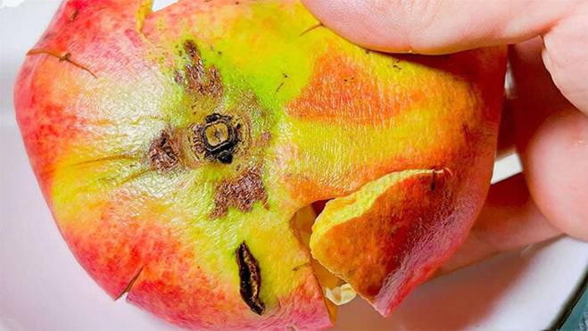 Ăn lựu đừng vội vứt vỏ, dùng nó bón cây, đuổi côn trùng rất tốt-4