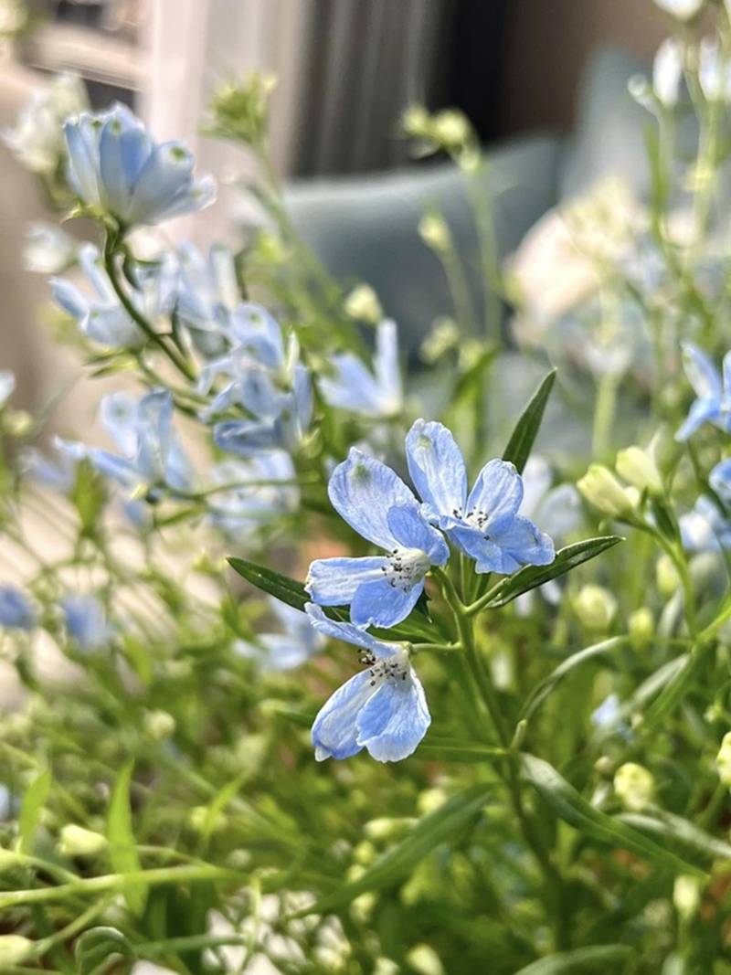 MC Diễm Quỳnh hiếm hoi khoe chồng U60, đang sống hạnh phúc trong căn nhà rực sắc hoa-11