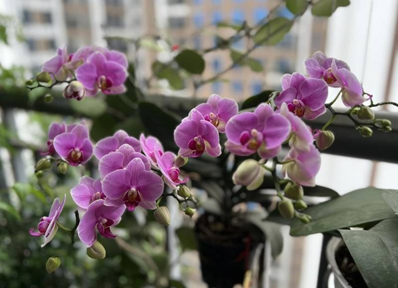 MC Diễm Quỳnh hiếm hoi khoe chồng U60, đang sống hạnh phúc trong căn nhà rực sắc hoa-17