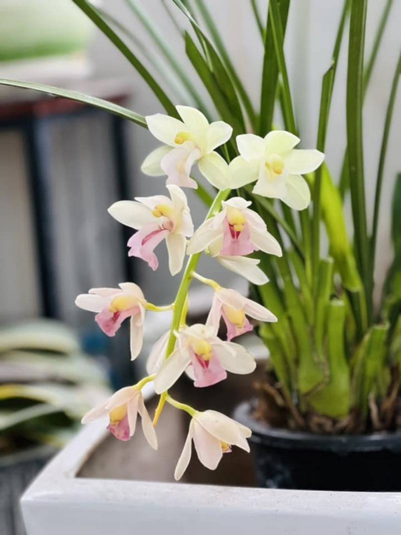 MC Diễm Quỳnh hiếm hoi khoe chồng U60, đang sống hạnh phúc trong căn nhà rực sắc hoa-20